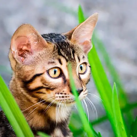 Типы внимания