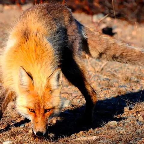 Изменение положения головы