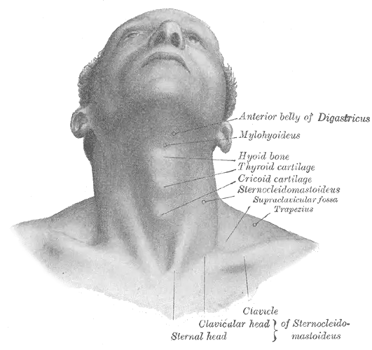 Адамово яблоко