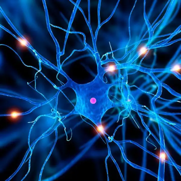 Нейробіология мозку