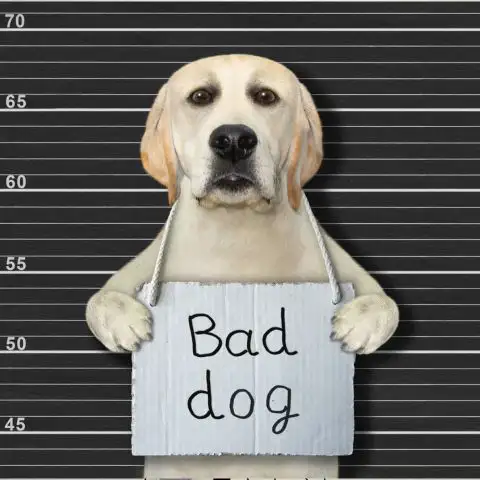 Таємниці розуму через профілювання в криміналістиці