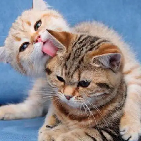 Межличностное Пространство